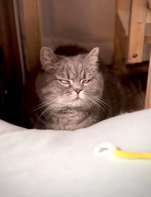 飼い主「その顔はやめなさい！」　猫の表情を見ると…「何があった！？」「めっちゃ吹いた」