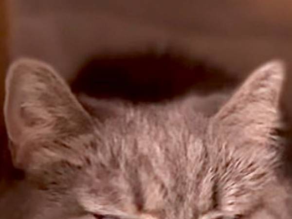 飼い主「その顔はやめなさい！」　猫の表情を見ると…「何があった！？」「めっちゃ吹いた」