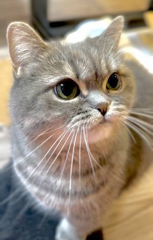 飼い主「その顔はやめなさい！」　猫の表情を見ると…「何があった！？」「めっちゃ吹いた」