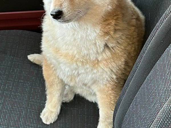 動物病院に連れていかれた柴犬　理解した時の表情に「ごめん爆笑」「絶望しすぎ」