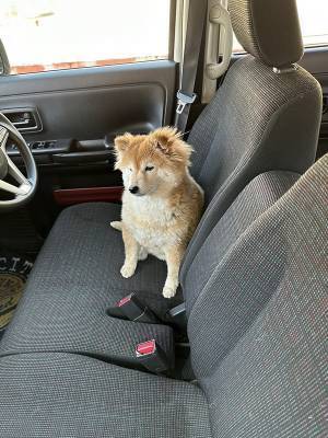 動物病院に連れていかれた柴犬　理解した時の表情に「ごめん爆笑」「絶望しすぎ」