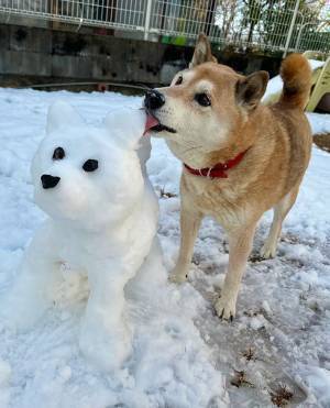 飼い主が作った犬の雪像　それを見た柴犬の行動に、キュン！