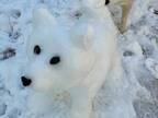 飼い主が作った犬の雪像　それを見た柴犬の行動に、キュン！