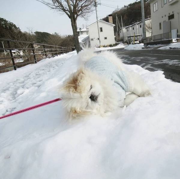 「路面凍結に注意だよ」　説得力のある１枚に「吹き出した」「満点の表情」