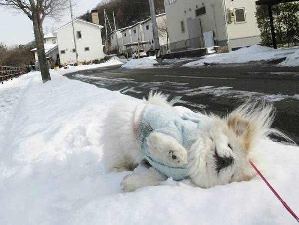 「路面凍結に注意だよ」　説得力のある１枚に「吹き出した」「満点の表情」