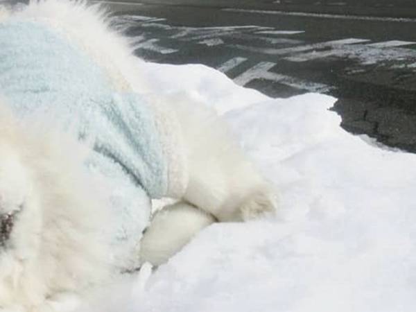 「路面凍結に注意だよ」　説得力のある１枚に「吹き出した」「満点の表情」