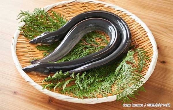 うなぎが一番おいしいのは、結局いつ？　生産者の回答に「知らなかった」