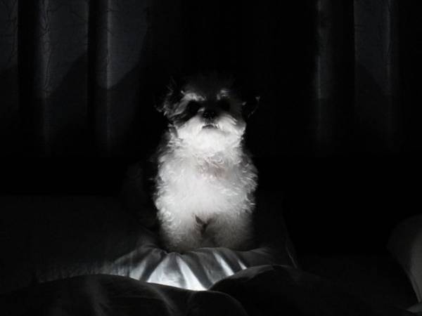 愛犬の肉球で、スマホが誤作動　２枚の写真に「絶対に声が出ちゃうヤツ」「怖！…可愛い」