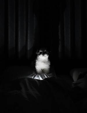 愛犬の肉球で、スマホが誤作動　２枚の写真に「絶対に声が出ちゃうヤツ」「怖！…可愛い」