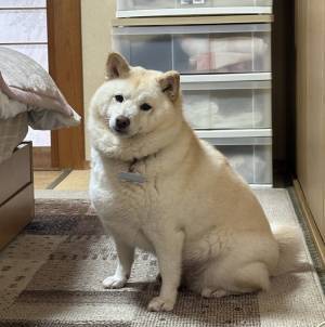 『貫禄のありすぎる』柴犬　その姿に「笑った」「強そう」