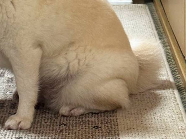 『貫禄のありすぎる』柴犬　その姿に「笑った」「強そう」