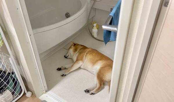 部屋から消えた柴犬を探しに行くと…？　「まさかの場所で寝てる」「なぜそこに！？」