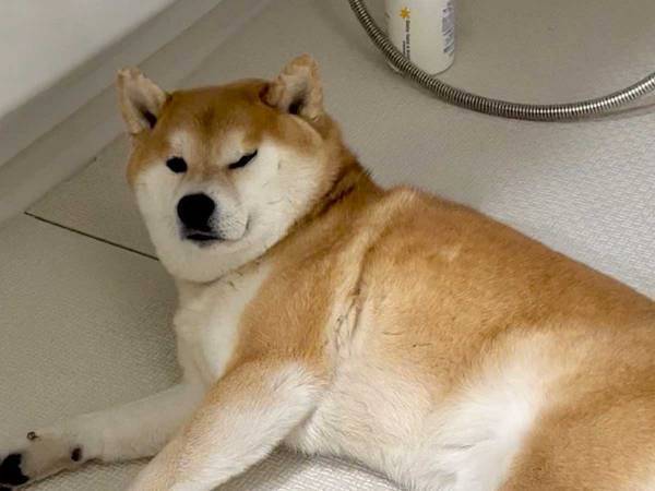 部屋から消えた柴犬を探しに行くと…？　「まさかの場所で寝てる」「なぜそこに！？」