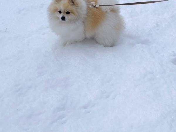 「犬はしょんぼり庭駆け回らず…」　雪を間近で見たポメラニアンの反応が？
