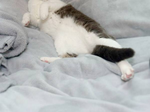 くしゃみをした飼い主　背後から『小さい鳴き声』が聞こえ、振り返ると？