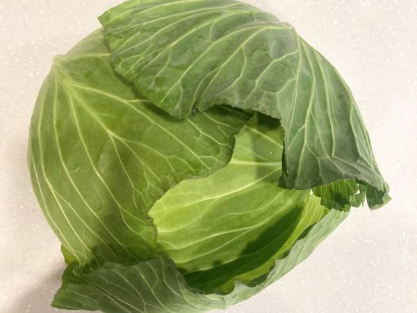保存したキャベツ、長持ちさせるには？　方法に「勉強になります」「やってみる」