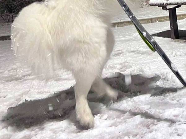 雪を初めて見たサモエド　嬉しすぎて？　「コレはかわいい」「見ているだけで幸せ」