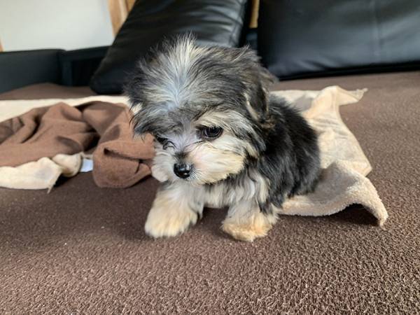 子犬「何も怖いものはない」　初めてシャンプーをした結果？「オチに吹いた」