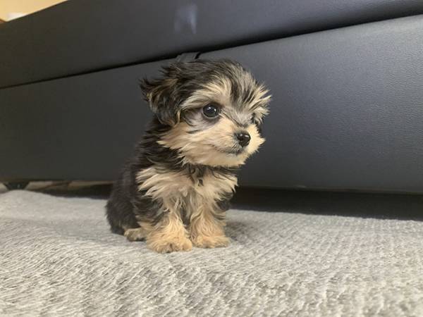 子犬「何も怖いものはない」　初めてシャンプーをした結果？「オチに吹いた」