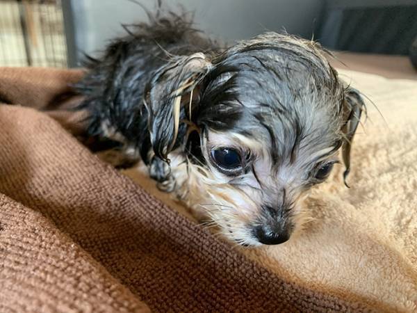 子犬「何も怖いものはない」　初めてシャンプーをした結果？「オチに吹いた」