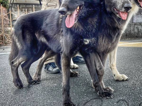 犬の散歩中、通りすがりの人がひと言　内容に「二度見した」「間違いない」