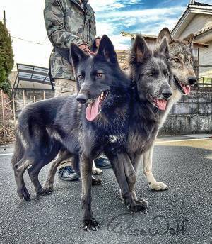 犬の散歩中、通りすがりの人がひと言　内容に「二度見した」「間違いない」