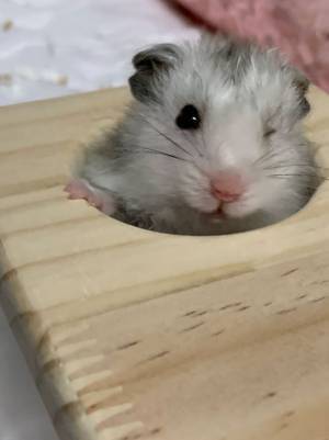 柴犬が、散歩帰りに『毛玉』を発見し…？　その正体に「本当によかった」「感動」