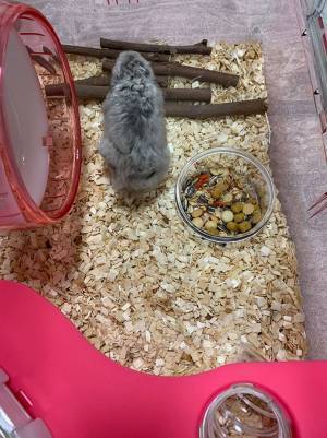 柴犬が、散歩帰りに『毛玉』を発見し…？　その正体に「本当によかった」「感動」