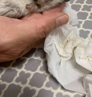 柴犬が、散歩帰りに『毛玉』を発見し…？　その正体に「本当によかった」「感動」