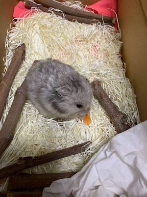 柴犬が、散歩帰りに『毛玉』を発見し…？　その正体に「本当によかった」「感動」