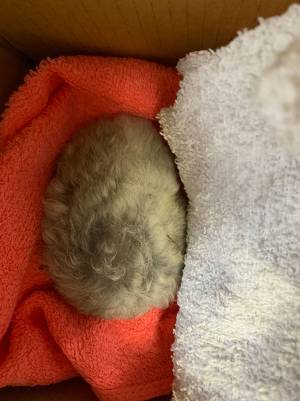 柴犬が、散歩帰りに『毛玉』を発見し…？　その正体に「本当によかった」「感動」