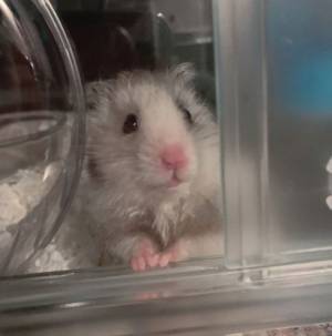 柴犬が、散歩帰りに『毛玉』を発見し…？　その正体に「本当によかった」「感動」