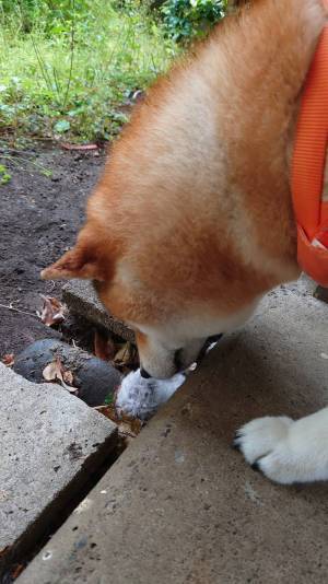 柴犬が、散歩帰りに『毛玉』を発見し…？　その正体に「本当によかった」「感動」