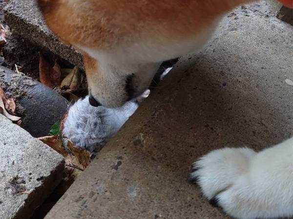 柴犬が、散歩帰りに『毛玉』を発見し…？　その正体に「本当によかった」「感動」