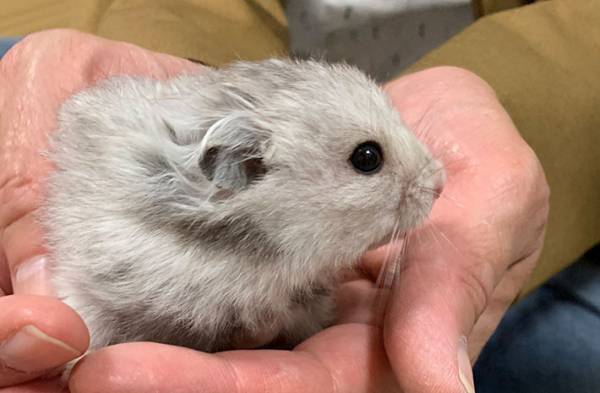 柴犬が、散歩帰りに『毛玉』を発見し…？　その正体に「本当によかった」「感動」