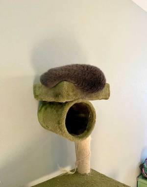 「猫かどうか、怪しい」　キャットタワーの上で鎮座していたのは？　「新種の生き物」「ツチノコか」