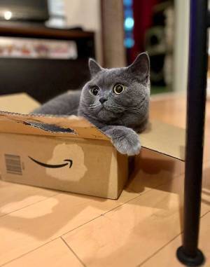 「猫かどうか、怪しい」　キャットタワーの上で鎮座していたのは？　「新種の生き物」「ツチノコか」