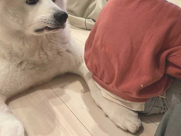 幼い息子に、脚をそっとふまれた愛犬　心の中が見える『表情』をご覧ください