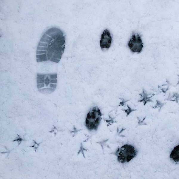 新雪の上を歩いたのは…　雪の日の１枚に「笑った」「鬼退治に行く途中？」