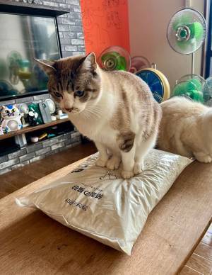 何かを踏みしめる猫にヒヤリ！　写真に「あああぁぁ！」「その体勢はまさか…」