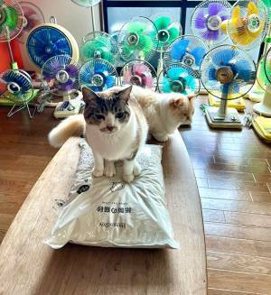 何かを踏みしめる猫にヒヤリ！　写真に「あああぁぁ！」「その体勢はまさか…」