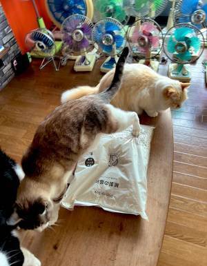 何かを踏みしめる猫にヒヤリ！　写真に「あああぁぁ！」「その体勢はまさか…」