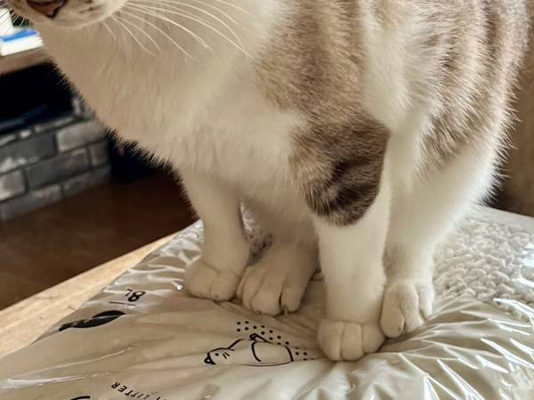 何かを踏みしめる猫にヒヤリ！　写真に「あああぁぁ！」「その体勢はまさか…」