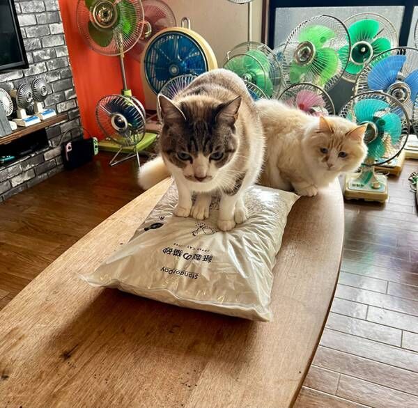 猫砂と猫の写真