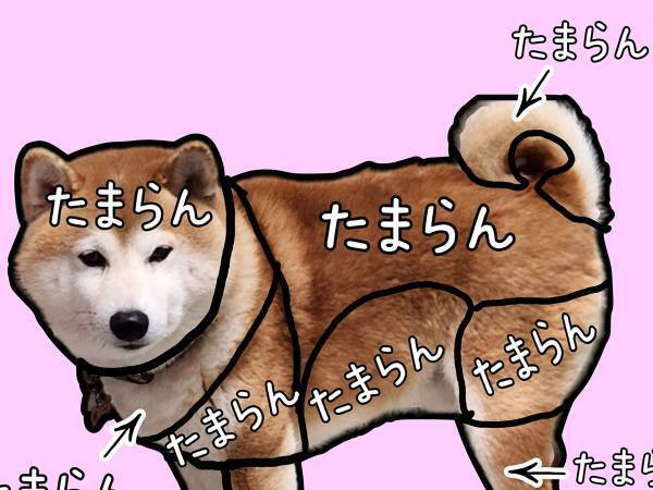 柴犬「たまらん」　人懐っこい子の『お触り一覧表』に罠が…！
