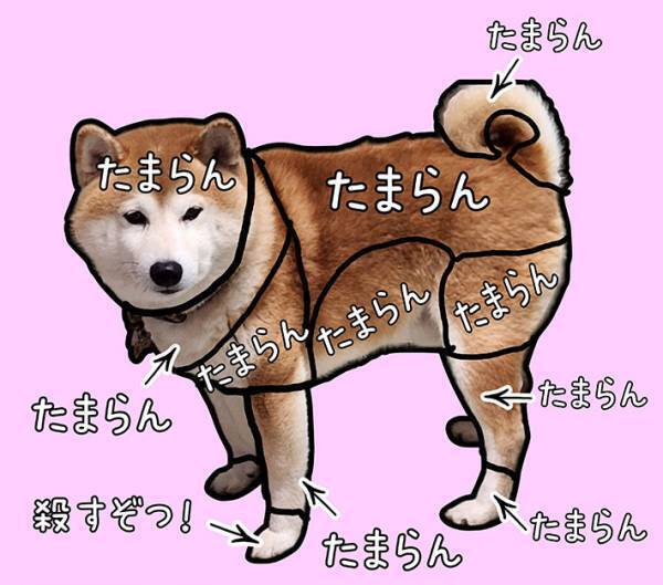 柴犬「たまらん」　人懐っこい子の『お触り一覧表』に罠が…！
