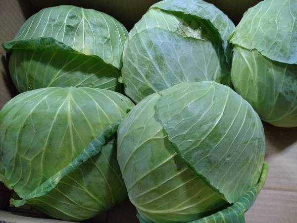新鮮なキャベツを選ぶためのポイントは？　JAが教えるコツに「早速スーパーで試したい」