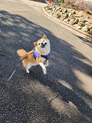 「見えない何かに頬を引っ張られた犬」　投稿に「笑った」「なにこれかわいい」