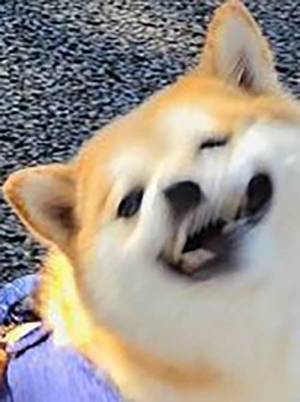 「見えない何かに頬を引っ張られた犬」　投稿に「笑った」「なにこれかわいい」