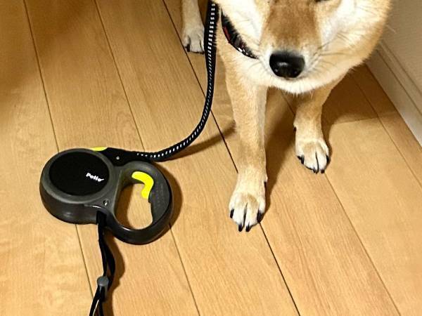 柴犬の散歩に行こうとした飼い主　玄関を出てハッとした理由に「爆笑した」「なんでや！」